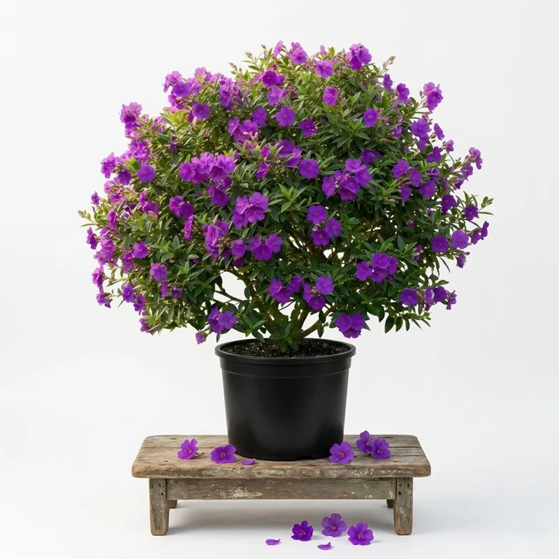 Dwarf Purple Tibouchina Live Plant 4-6 Inch Tall Compact Shrub, 4 Inch Pot, Indoor Outdoor - Image 1
