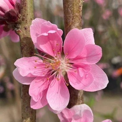 Early Pink Flowering Peach Tree Live Plant – 2-3 ft Tall – 3 Gallon Pot - Image 2