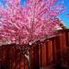 Early Pink Flowering Peach Tree Live Plant – 2-3 ft Tall – 3 Gallon Pot - Image 1