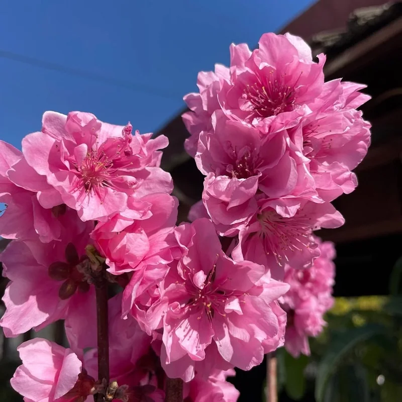 Early Pink Flowering Peach Tree Live Plant - 3-4 Ft Tall in 3 Gal Pot - Outdoor Early Pink Flowering Peach Tree Live Plant - 3-4 Ft Tall in 3 Gal Pot - Outdoor - Image 3