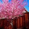 Early Pink Flowering Peach Tree Live Plant - 3-4 Ft Tall in 3 Gal Pot - Outdoor Early Pink Flowering Peach Tree Live Plant - 3-4 Ft Tall in 3 Gal Pot - Outdoor - Image 1