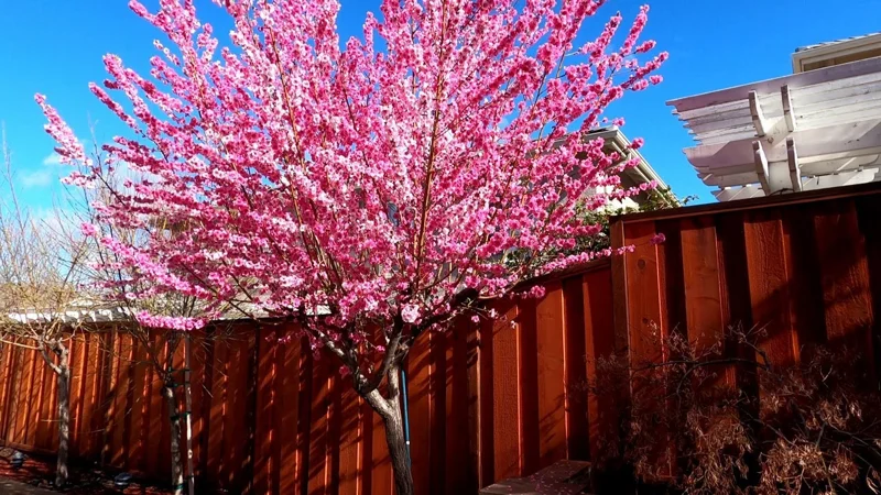 Early Pink Flowering Peach Tree Live Plant - 3-4 Ft Tall in 3 Gal Pot - Outdoor - Image 1