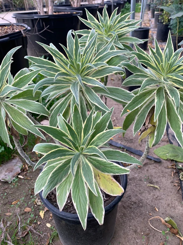 Echium Candicans Star of Madeira Live Plant – 3 Gallon Pot – Outdoor Shrub - Image 1
