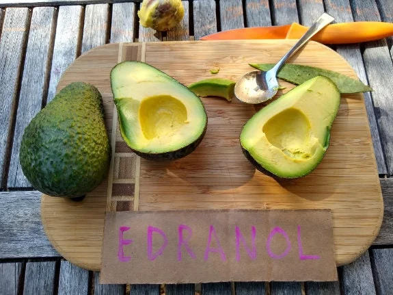 Edranol Avocado Tree - Grafted Live Plant - 1 Foot Tall - Outdoor Fruit Tree - Image 1