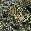 English Holly Live Plant – Ilex Aquifolium – 2-3 Feet Tall – 3 Gallon Pot – Outdoor Shrub English Holly Live Plant – Ilex Aquifolium – 2-3 Feet Tall – 3 Gallon Pot – Outdoor Shrub - Image 1