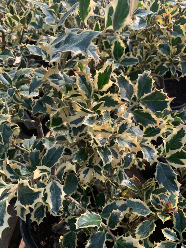English Holly Live Plant – Ilex Aquifolium – 2-3 Feet Tall – 3 Gallon Pot – Outdoor Shrub - Image 1