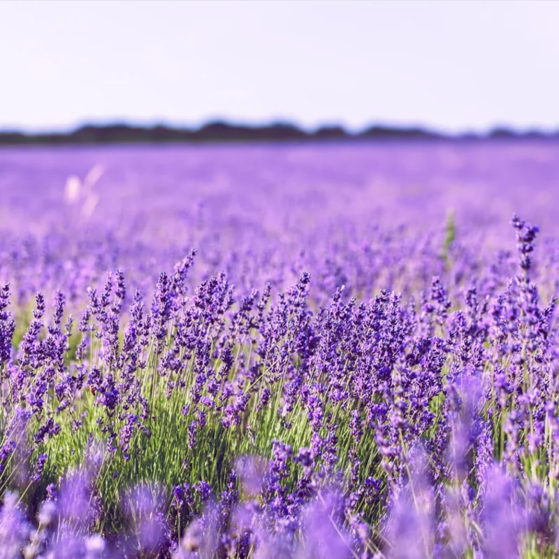 English Lavender Live Plant - Fragrant Purple Shrub, 3-5 Inch Tall, 3 Inch Pot English Lavender Live Plant - Fragrant Purple Shrub, 3-5 Inch Tall, 3 Inch Pot - Image 3
