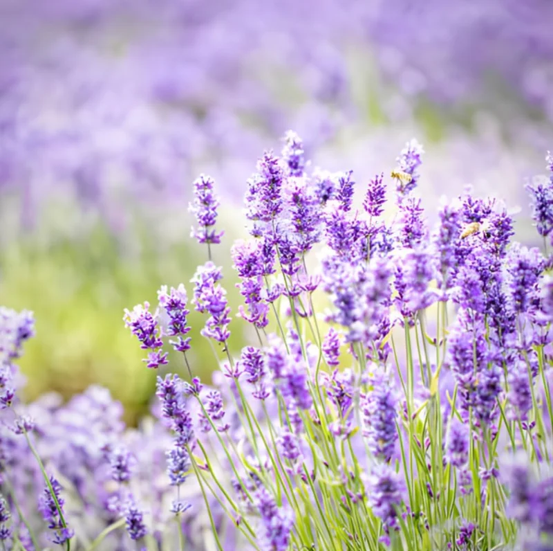 English Lavender Live Plant - Fragrant Purple Shrub, 3-5 Inch Tall, 3 Inch Pot English Lavender Live Plant - Fragrant Purple Shrub, 3-5 Inch Tall, 3 Inch Pot - Image 4