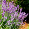 English Lavender Live Plant - Fragrant Purple Shrub, 3-5 Inch Tall, 3 Inch Pot - Image 1