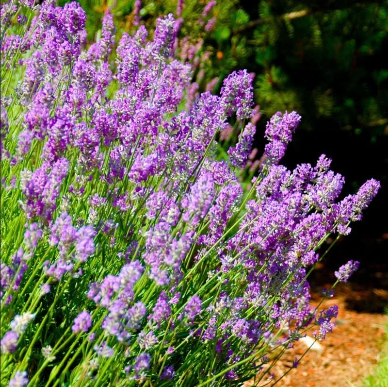 English Lavender Live Plant - Fragrant Purple Shrub, 3-5 Inch Tall, 3 Inch Pot - Image 1
