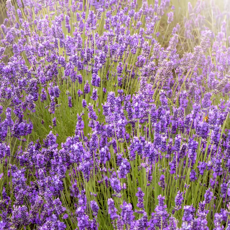 English Lavender Live Plant - Fragrant Purple Shrub, 3-5 Inch Tall, 3 Inch Pot English Lavender Live Plant - Fragrant Purple Shrub, 3-5 Inch Tall, 3 Inch Pot - Image 7
