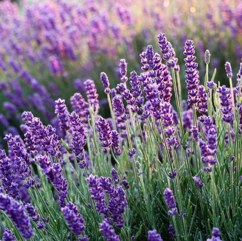 English Lavender Live Plant - Fragrant Purple Shrub, 3-5 Inch Tall, 3 Inch Pot English Lavender Live Plant - Fragrant Purple Shrub, 3-5 Inch Tall, 3 Inch Pot - Image 8
