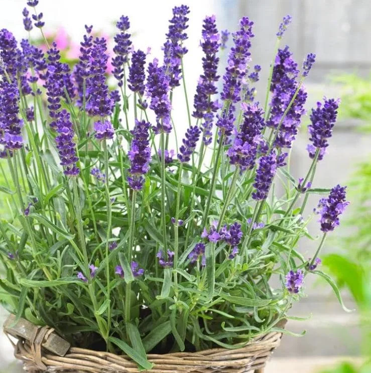 English Lavender Live Plant, Lavandula Angustifolia, 3-5 Inch Tall, 3 Inch Pot, Purple Blooms, Fragrant Herb, Outdoor Plant - Image 2