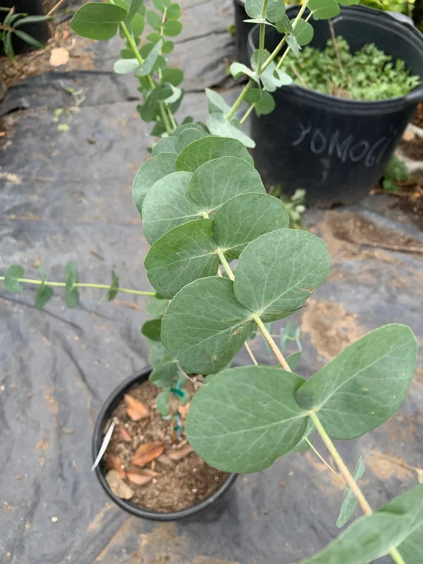 Eucalyptus Cinerea Live Plant - Silver Dollar Tree 1 Foot Tall 6 Inch Pot - Image 2