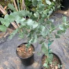 Eucalyptus Cinerea Live Plant - Silver Dollar Tree 1 Foot Tall 6 Inch Pot - Image 1