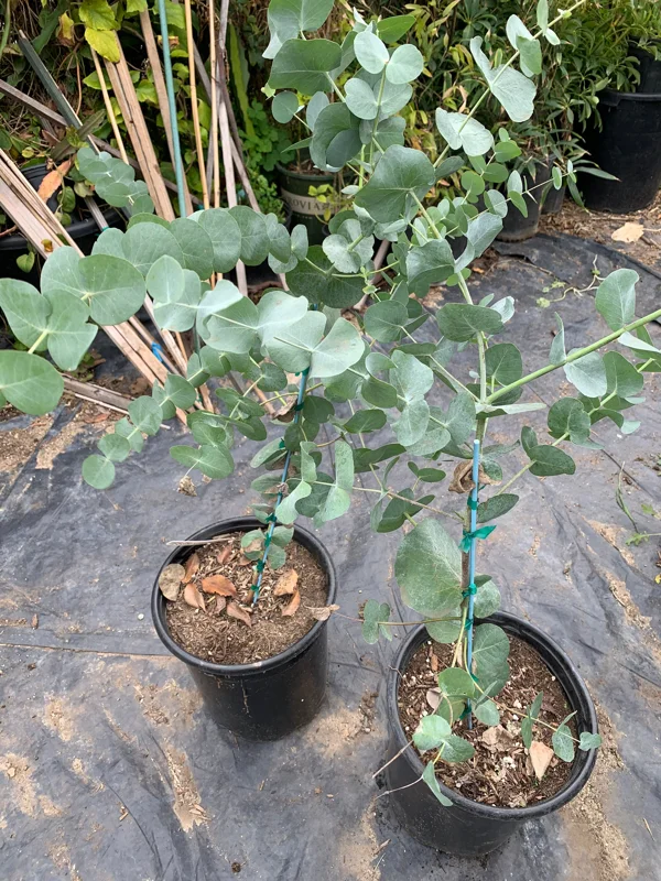 Eucalyptus Cinerea Live Plant - Silver Dollar Tree 1 Foot Tall 6 Inch Pot - Image 1