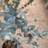 Eucalyptus 'Moon Lagoon' Live Plant - Aromatic Shrub in 6" Pot - Image 1