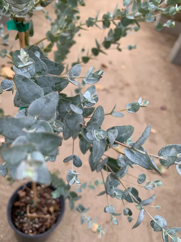 Eucalyptus 'Moon Lagoon' Live Plant - Aromatic Shrub in 6" Pot - Image 1