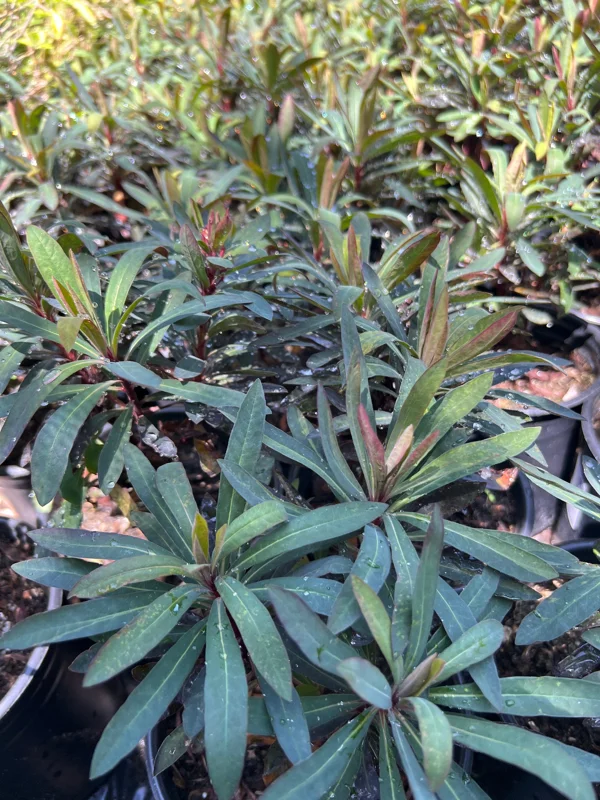 Euphorbia Blackbird Live Plant - 1ft Tall, 1 Gallon Pot, Outdoor Shrub - Image 2