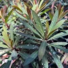Euphorbia Blackbird Live Plant - 1ft Tall, 1 Gallon Pot, Outdoor Shrub - Image 1