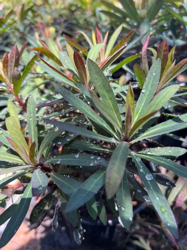 Euphorbia Blackbird Live Plant - 1ft Tall, 1 Gallon Pot, Outdoor Shrub - Image 1