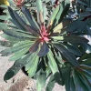Euphorbia Miner's Merlot Live Plant – 1ft Tall in 1gal Pot – Succulent Euphorbia Miner's Merlot Live Plant – 1ft Tall in 1gal Pot – Succulent - Image 1