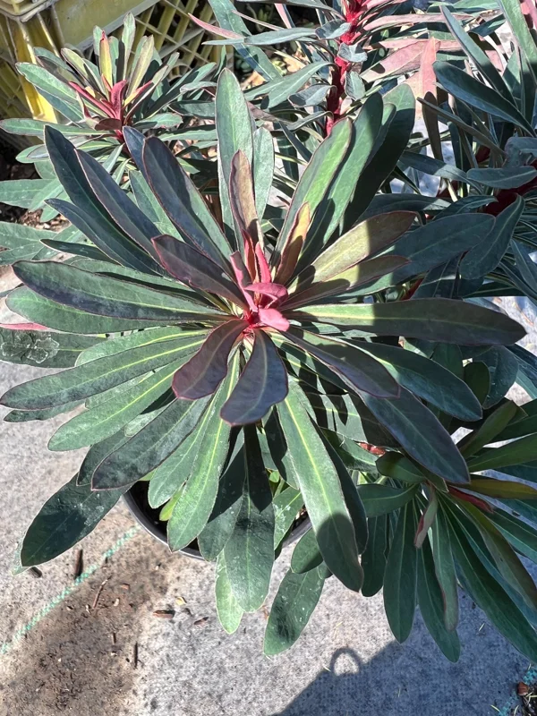 Euphorbia Miner's Merlot Live Plant – 1ft Tall in 1gal Pot – Succulent - Image 1