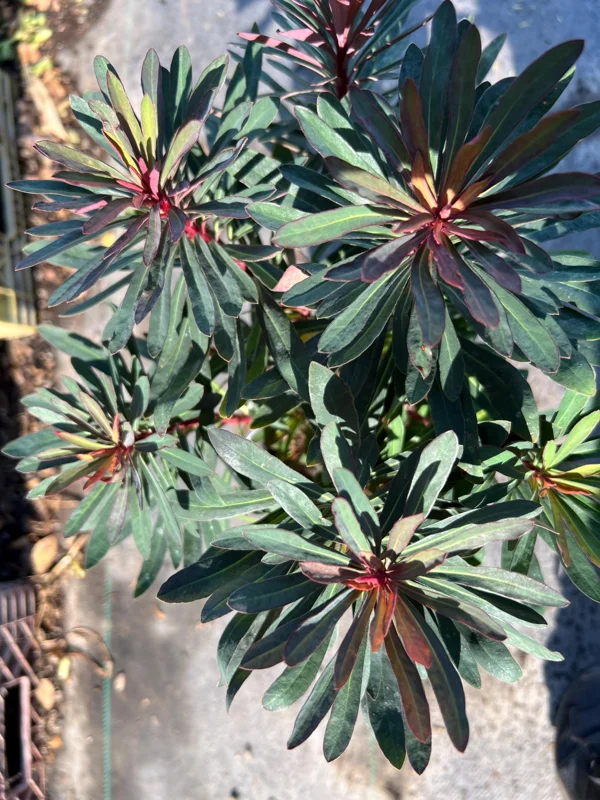 Euphorbia Miner's Merlot Live Plant – 1ft Tall in 1gal Pot – Succulent - Image 2