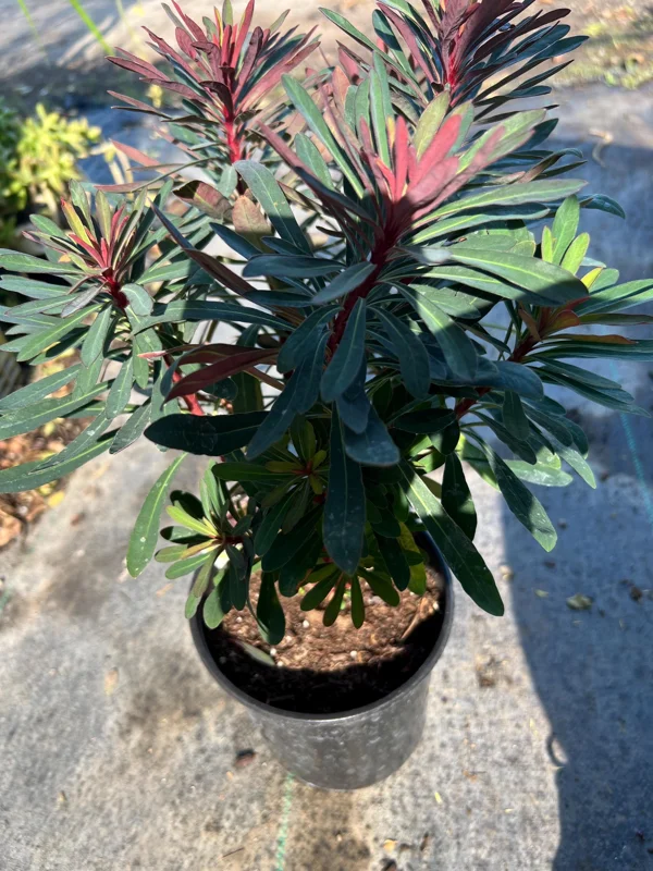 Euphorbia Miner's Merlot Live Plant – 1ft Tall in 1gal Pot – Succulent Euphorbia Miner's Merlot Live Plant – 1ft Tall in 1gal Pot – Succulent - Image 3
