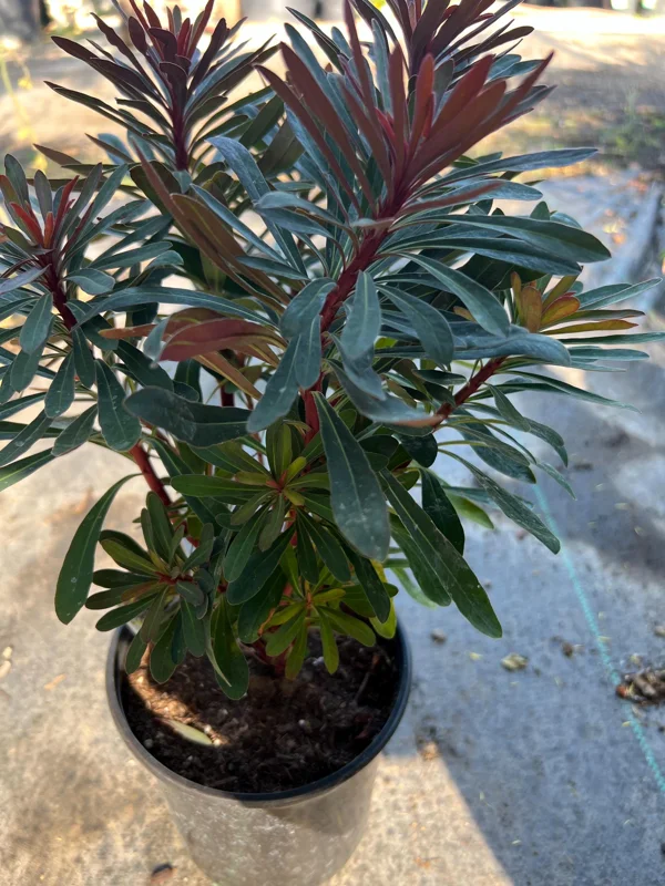 Euphorbia Miner's Merlot Live Plant – 1ft Tall in 1gal Pot – Succulent Euphorbia Miner's Merlot Live Plant – 1ft Tall in 1gal Pot – Succulent - Image 4