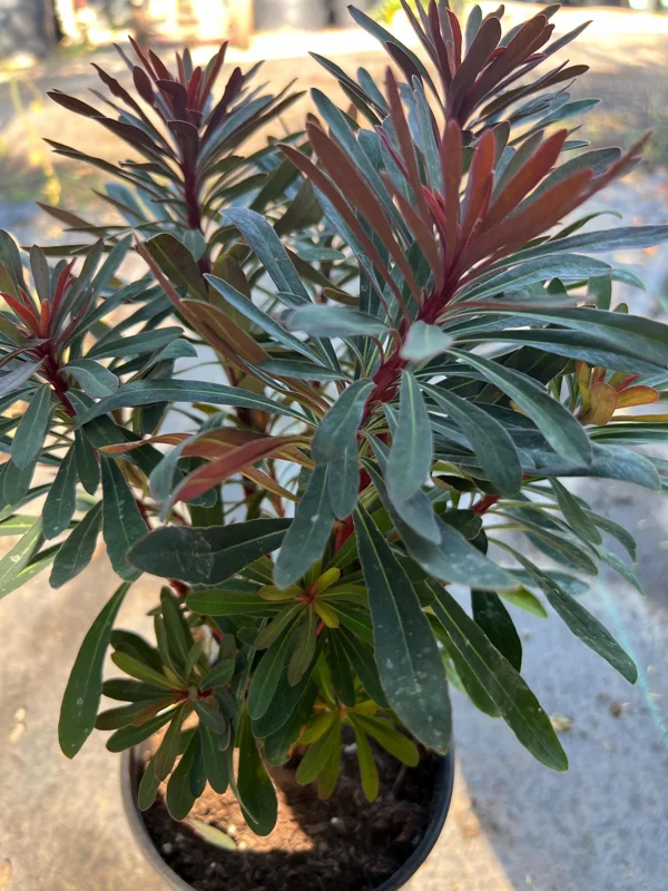 Euphorbia Miner's Merlot Live Plant – 1ft Tall in 1gal Pot – Succulent Euphorbia Miner's Merlot Live Plant – 1ft Tall in 1gal Pot – Succulent - Image 5