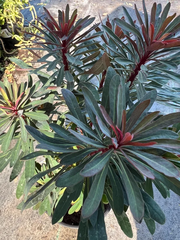 Euphorbia Miner's Merlot Live Plant – 1ft Tall in 1gal Pot – Succulent Euphorbia Miner's Merlot Live Plant – 1ft Tall in 1gal Pot – Succulent - Image 6