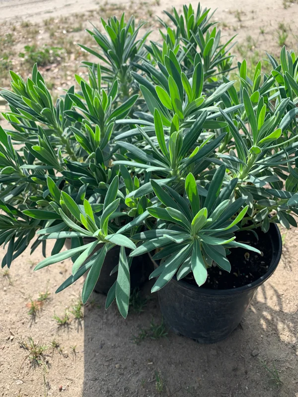 Euphorbia Wulfenii Spurge Live Plant – 6 inch Pot – Outdoor Perennial - Image 2