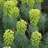 Euphorbia Wulfenii Spurge Live Plant – 6 inch Pot – Outdoor Perennial - Image 1
