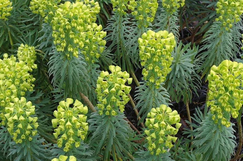 Euphorbia Wulfenii Spurge Live Plant – 6 inch Pot – Outdoor Perennial - Image 1