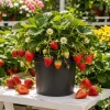 Everbearing Strawberry Live Plant – Red Berry Garden Container, 3-6 Inch Tall, 3 Inch Pot - Image 1