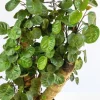 Fabian Stump Aralia Live Plant – 1 Foot Tall – Ship in 6" Pot – Great for Bonsai - Image 1
