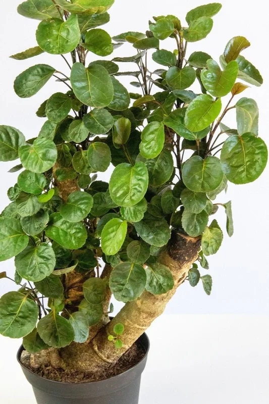 Fabian Stump Aralia Live Plant – 1 Foot Tall – Ship in 6" Pot – Great for Bonsai - Image 1