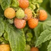 Fall Gold Raspberry Live Plant – 1 foot tall – Sweet Golden Berries - Image 1