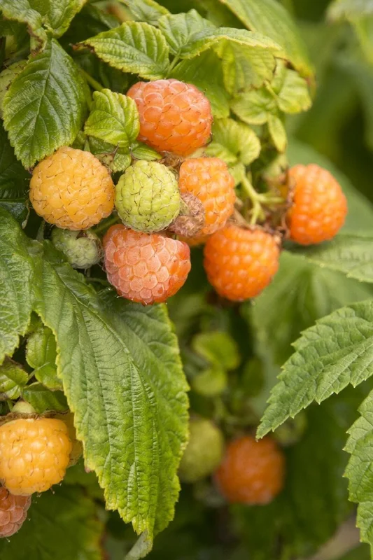 Fall Gold Raspberry Live Plant – 1 foot tall – Sweet Golden Berries - Image 1