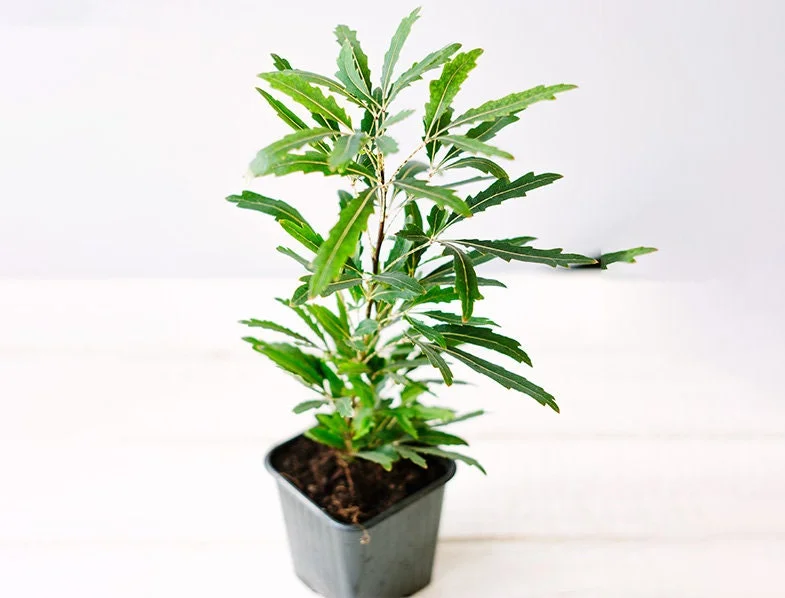 False Aralia Live Plant – Aralia Elegantissima – 2-3 Feet Tall in 3 Gallon Pot – Indoor - Image 2