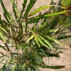 False Aralia Live Plant – Aralia Elegantissima – 2-3 Feet Tall in 3 Gallon Pot – Indoor - Image 1