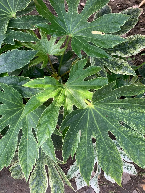Fatsia Japonica 'Spider's Web' Live Plant, 1 ft tall, Ships in 6 inch pot - Image 2