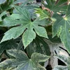 Fatsia Japonica 'Spider's Web' Live Plant, 1 ft tall, Ships in 6 inch pot - Image 1