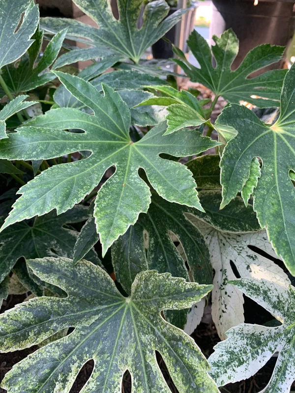 Fatsia Japonica 'Spider's Web' Live Plant, 1 ft tall, Ships in 6 inch pot - Image 1