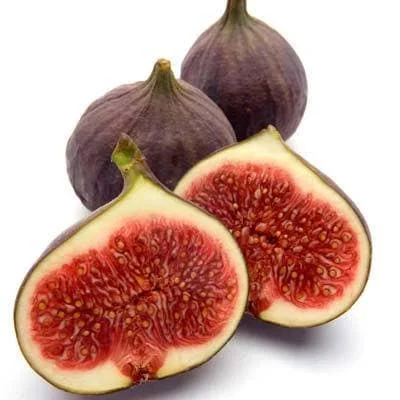 Fig 'Texas Everbearing' Live Plant – 2ft Tall – 6 inch Pot – Outdoor Fruit Tree - Image 1