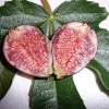 Fig 'Violeta de Bordeaux' Live Plant - 1 Foot Tall - Potted Fruit Bush - Image 1