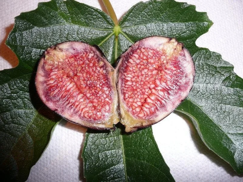 Fig 'Violeta de Bordeaux' Live Plant - 1 Foot Tall - Potted Fruit Bush - Image 1