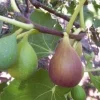 Flanders Fig Live Plant - 2ft Tall Fruit Tree in 6 inch Pot Flanders Fig Live Plant - 2ft Tall Fruit Tree in 6 inch Pot - Image 1