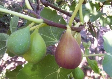 Flanders Fig Live Plant - 2ft Tall Fruit Tree in 6 inch Pot - Image 1